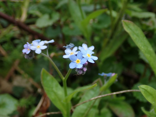 Woodland forget-me-not (Myosotis sylvatica)