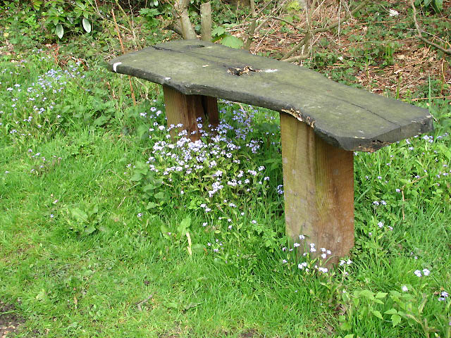 Woodland forget-me-not: Forget-me-not (Myosotis sylvatica) Growing by wooden seat on the path to Ashmanhaugh Wood which features a variety of rhododendrons and birches. Hoveton Hall ga