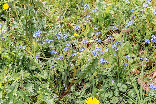 Woodland forget-me-not: Wald-Vergißmeinnicht ( Myosotis sylvatica ) im Naturschutzgebiet Rotenberg, Bärenkopf, Habichtsberg und Wihupsberg bei Kalletal,Kreis Lippe