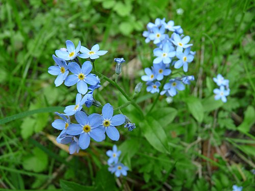 Woodland forget-me-not: Hochstaufen, Forget-me-nots