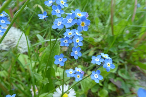 Woodland forget-me-not