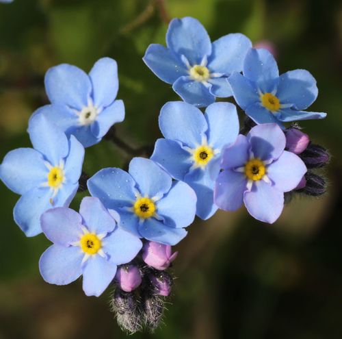 Woodland forget-me-not (Myosotis sylvatica)
