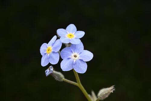 Woodland forget-me-not (Myosotis sylvatica)