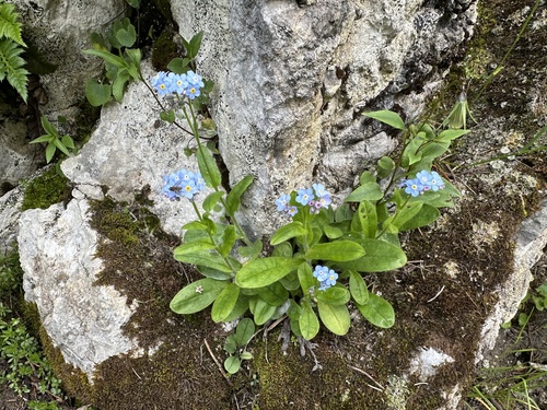 Woodland forget-me-not (Myosotis sylvatica)