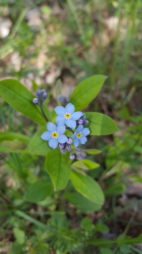 Woodland forget-me-not (Myosotis sylvatica)