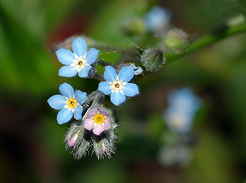 Woodland forget-me-not: This image shows a wood forget-me-not flower ( Myosotis sylvatica ).