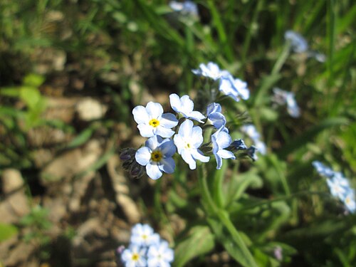 Woodland forget-me-not: Wald-Vergissmeinnicht ( Myosotis sylvatica ) im Steinbachtal bei Saarbrücken