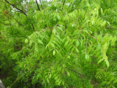 Myracrodruon balansae (Myracrodruon balansae)