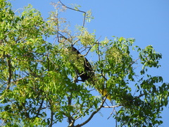 Myracrodruon balansae (Myracrodruon balansae)