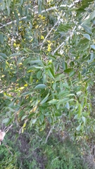Myracrodruon balansae (Myracrodruon balansae)