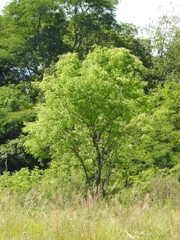 Myracrodruon balansae (Myracrodruon balansae)