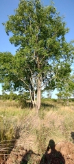 Myracrodruon balansae (Myracrodruon balansae)