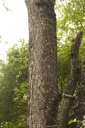 Myracrodruon balansae (Myracrodruon balansae)