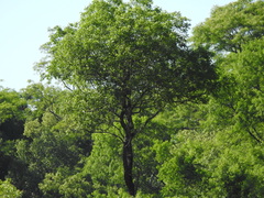 Myracrodruon balansae (Myracrodruon balansae)