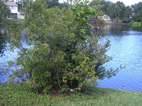 Wax myrtle