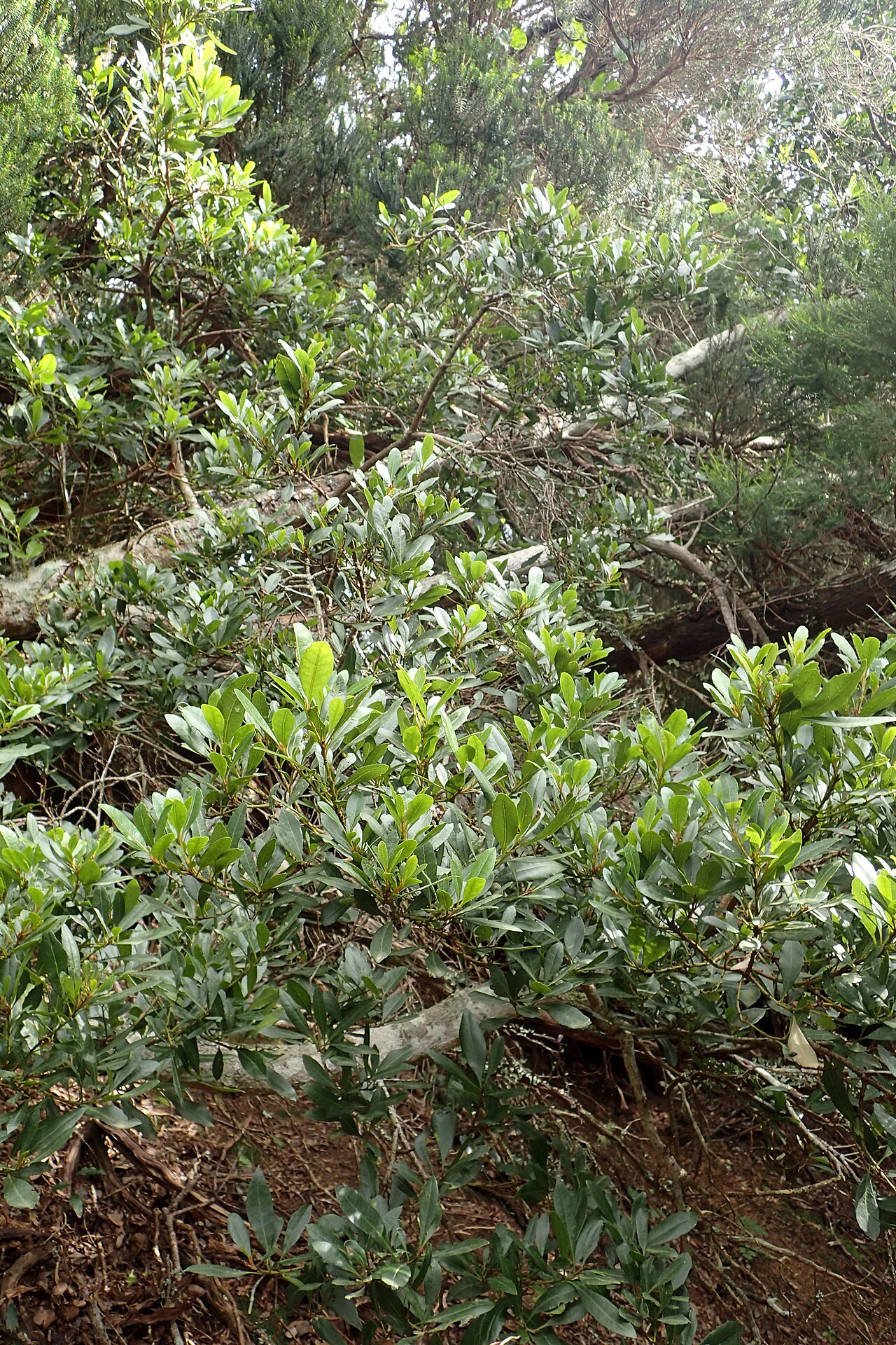 Faya: Morella faya in Bailadero, Anaga Mountains, Tenerife, Canary Islands. Association Morella faya-Erica arborea