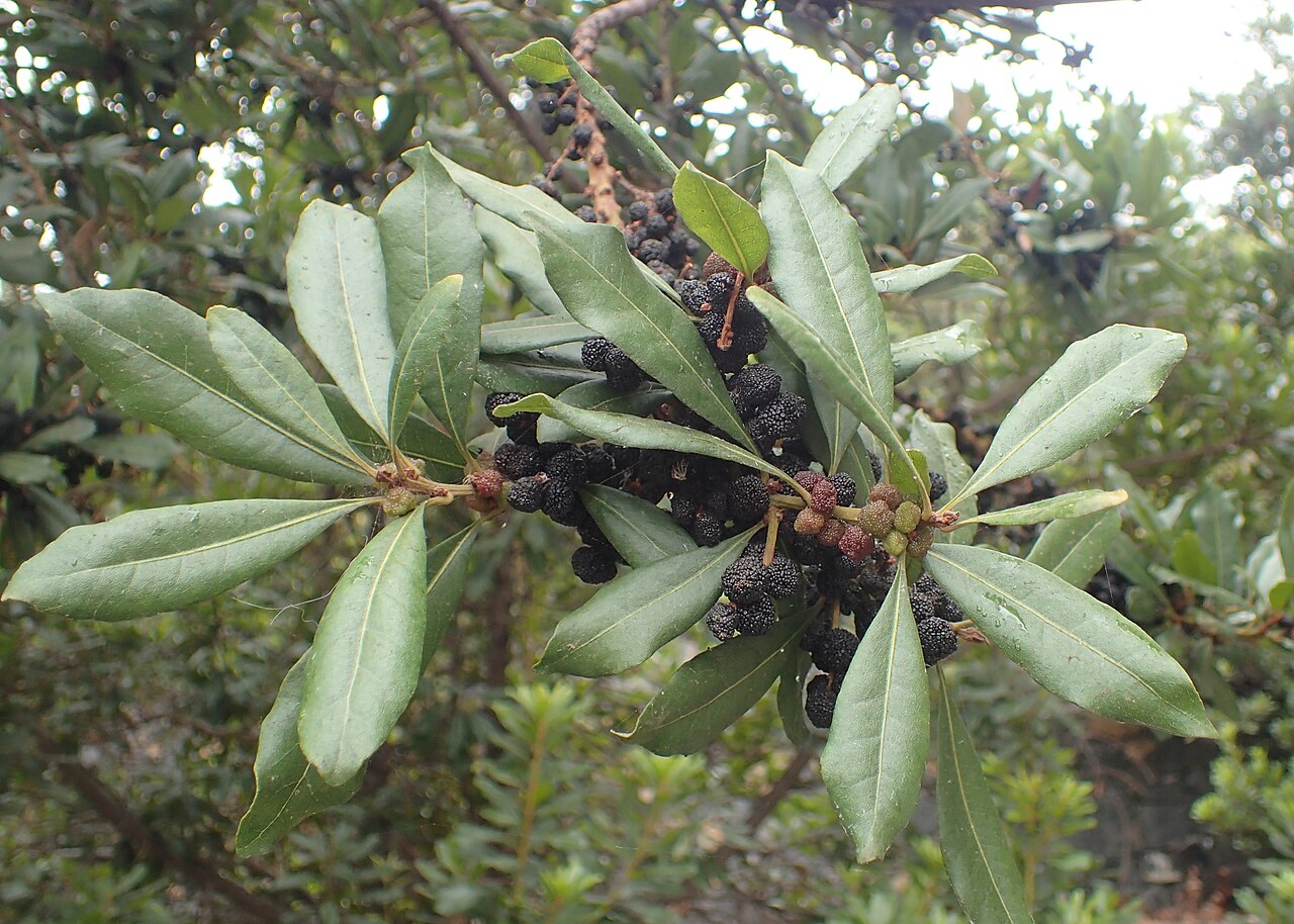Firetree: Morella faya growing at Centro de visitantes Telesforo Bravo in Orotava, Tenerife
