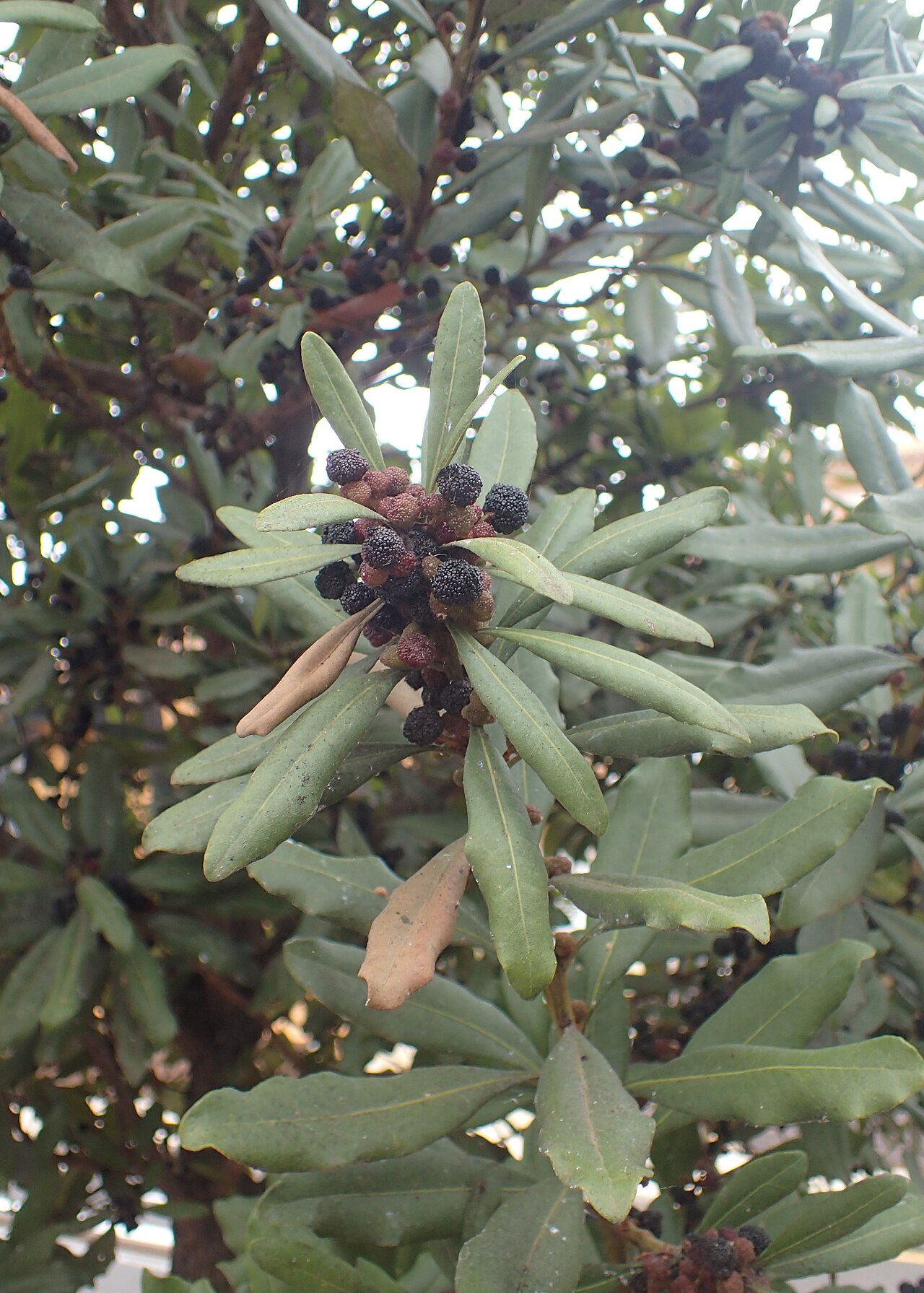 Firetree: Morella faya in Jardines Juan Acosta Rodríguez, Orotava, Tenerife