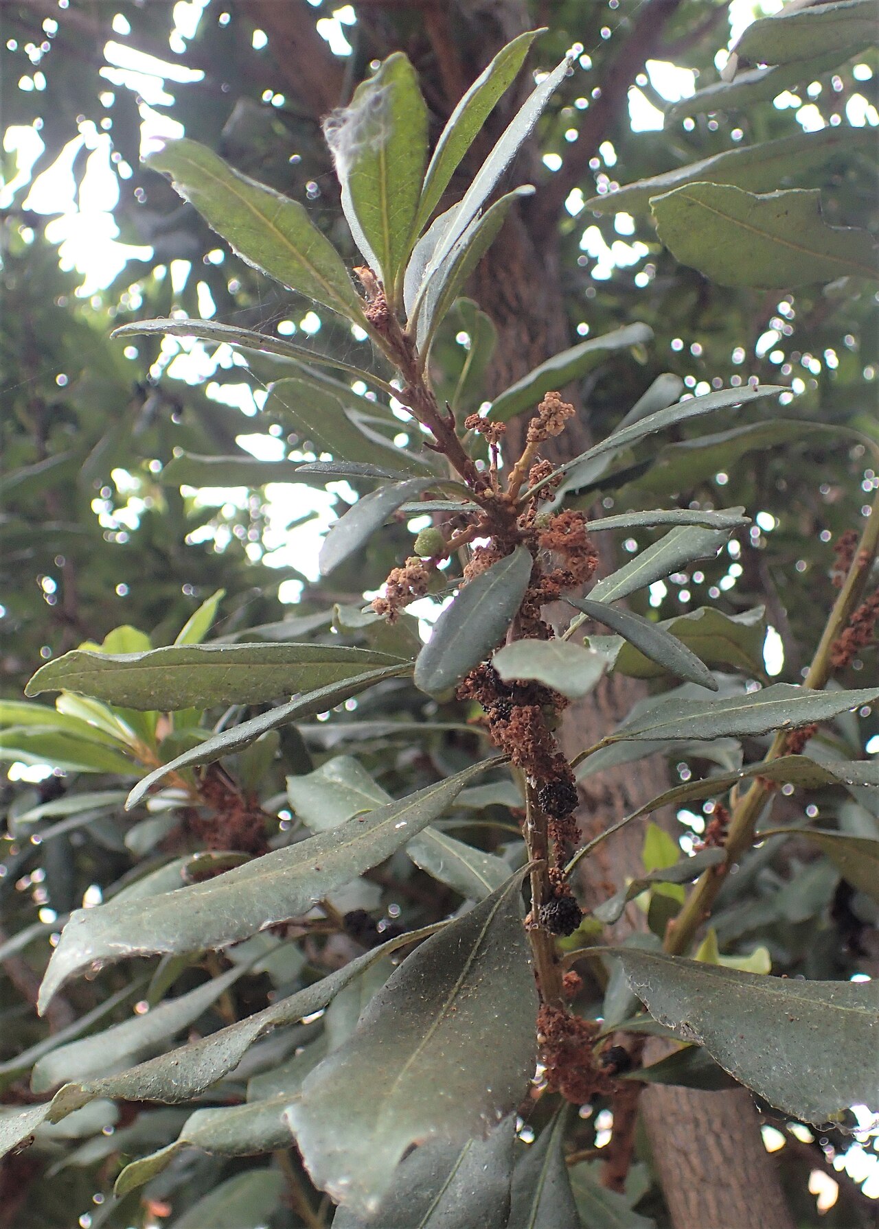 Firetree: Morella faya in Jardines Juan Acosta Rodríguez, Orotava, Tenerife