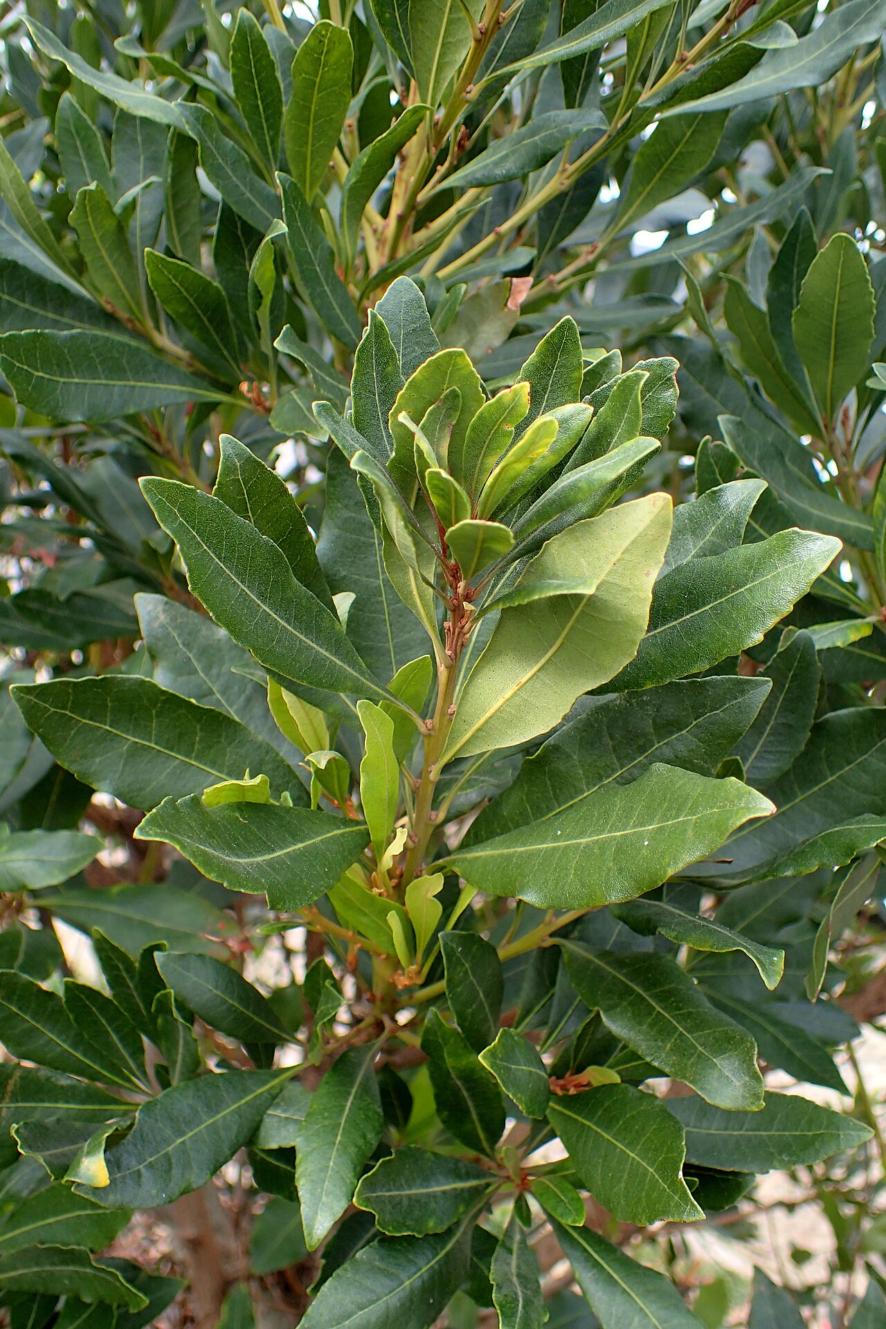 Firetree: Morella faya in Ruigomez, Tenerife, Canary Islands