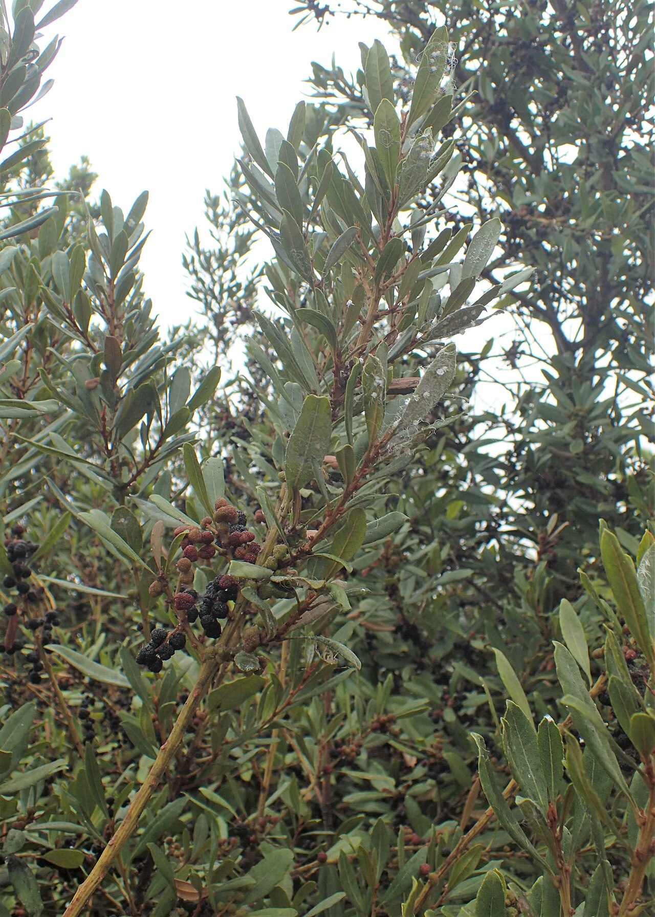 Firetree: Morella faya in Jardines Juan Acosta Rodríguez, Orotava, Tenerife
