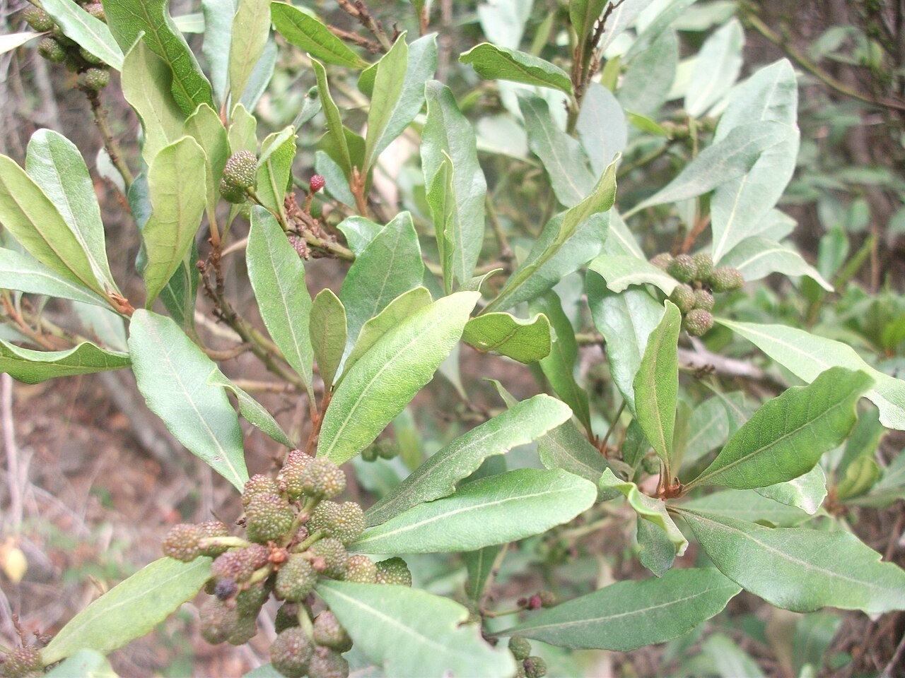 Firetree: Myrica faya in Parque rural de Anaga, Tenerife