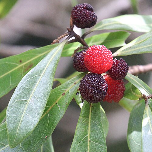Red bayberry: Morella rubra in Nachikatsuura, Wakayama Prefecture, Japan.