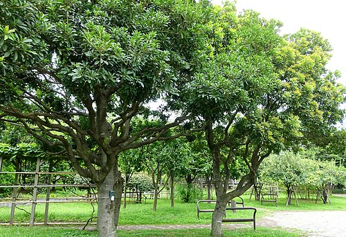 Red bayberry: Horticultural specimen in the Urban Greening Botanical Garden - Kiba Park - Koto, Tokyo, Japan.