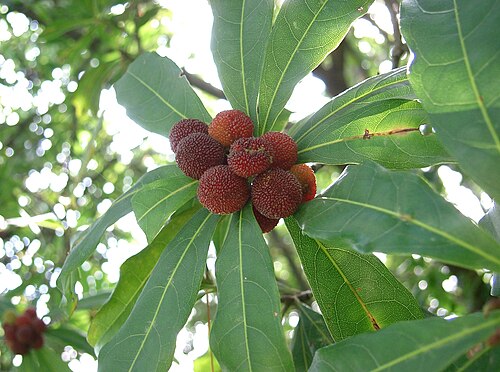 Red bayberry: Morella rubra
