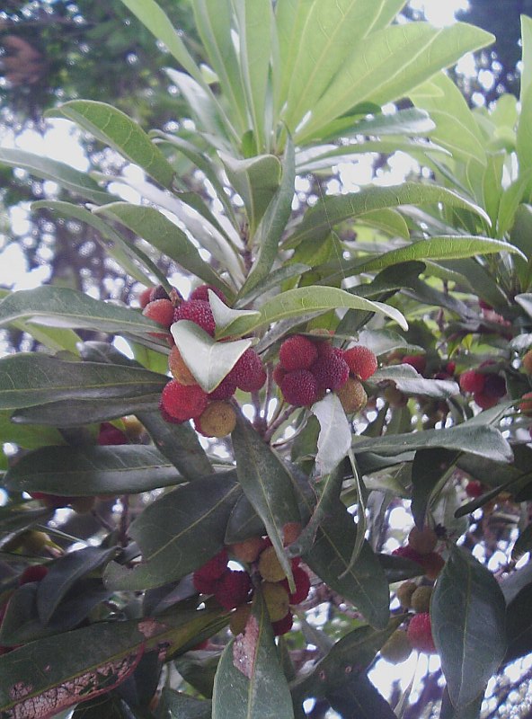 Red bayberry: Myrica rubra