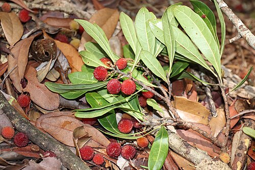 Red bayberry: Morella rubra in Shinshiro, Aichi Prefecture, Japan.