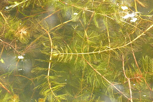 Eurasian watermilfoil: Myriophyllum spicatum L., Spiked Water-milfoil, Øregaard Museum grounds, Hellerup, Denmark, 1 September 2012