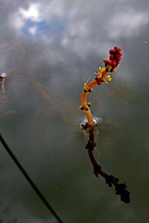 Eurasian watermilfoil: Myriophyllum spicatum