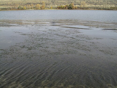 Eurasian watermilfoil: Myriophyllum spicatum along the Columbia River at Colockum Wildlife Area, Chelan County Washington