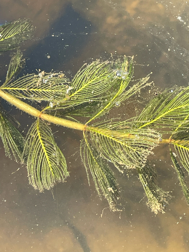 Eurasian watermilfoil (Myriophyllum spicatum)