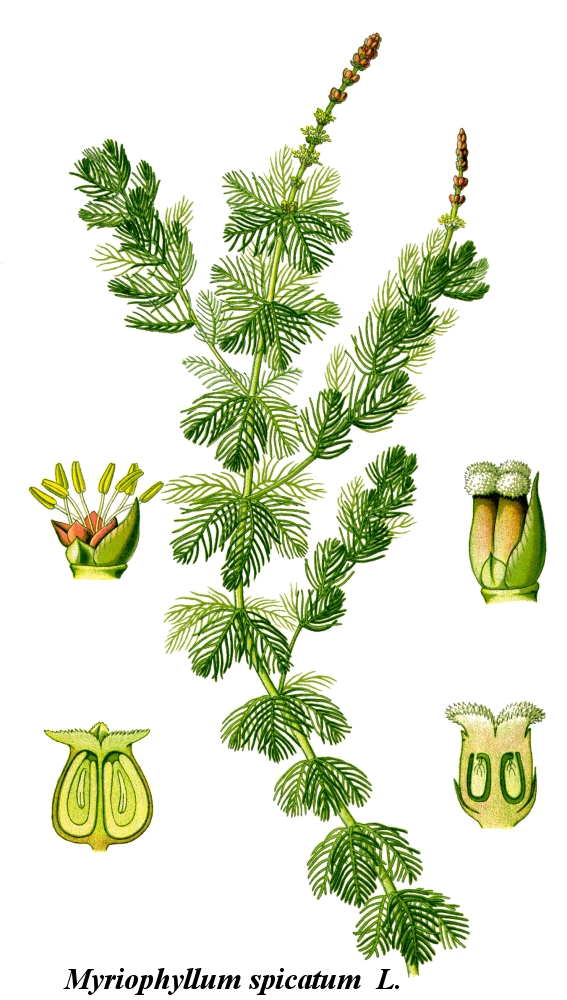 Eurasian watermilfoil (Myriophyllum spicatum)