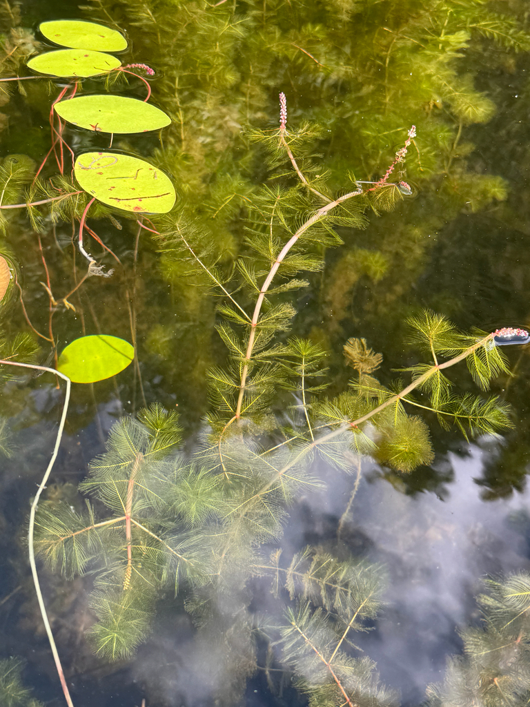 Eurasian watermilfoil (Myriophyllum spicatum)