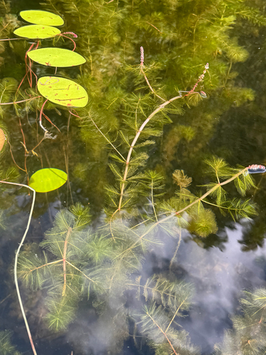 Eurasian watermilfoil (Myriophyllum spicatum)