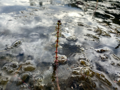 Eurasian watermilfoil (Myriophyllum spicatum)