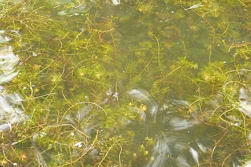 Eurasian watermilfoil: Myriophyllum spicatum L., Spiked Water-milfoil, Øregaard Museum grounds, Hellerup, Denmark, 1 September 2012