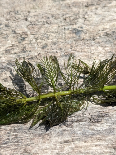 Eurasian watermilfoil (Myriophyllum spicatum)