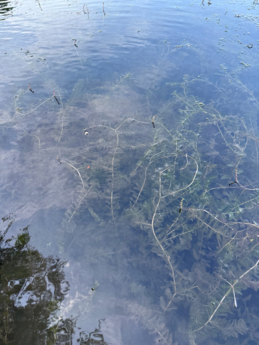 Eurasian watermilfoil (Myriophyllum spicatum)