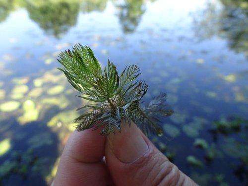 Eurasian watermilfoil (Myriophyllum spicatum)