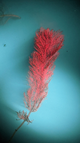 Eurasian watermilfoil (Myriophyllum spicatum)