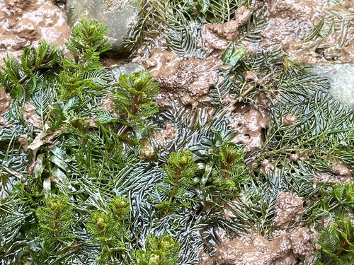 Whorl-leaf watermilfoil (Myriophyllum verticillatum)
