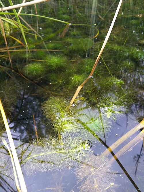 Whorl-leaf watermilfoil: Habitus Taxonym: Myriophyllum verticillatum ss Fischer et al. EfÖLS 2008 ISBN 978-3-85474-187-9 Location: to "Endelteich" on Donauinsel, district Tulln, Lower A