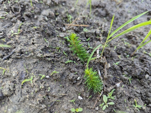 Whorl-leaf watermilfoil (Myriophyllum verticillatum)