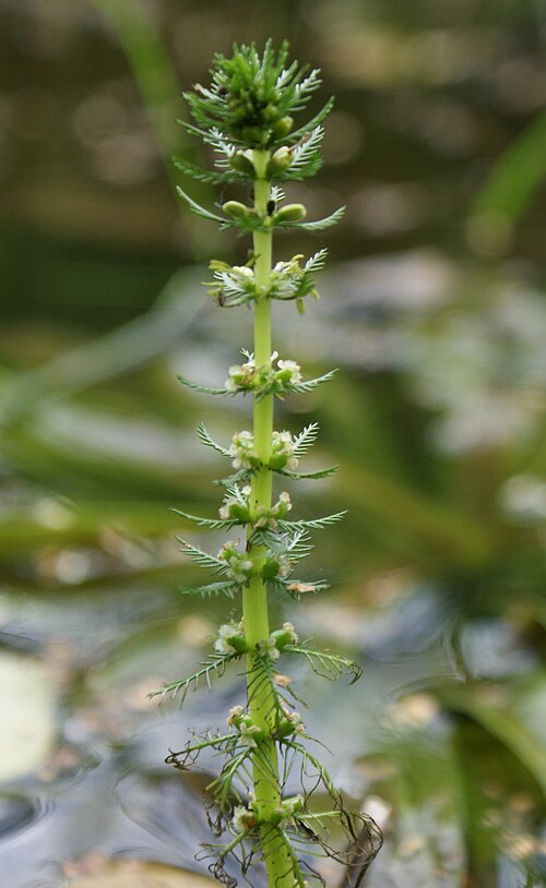 Whorl-leaf watermilfoil: Myriophyllum verticillatum