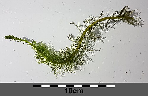 Whorl-leaf watermilfoil: Habitus Taxonym: Myriophyllum verticillatum ss Fischer et al. EfÖLS 2008 ISBN 978-3-85474-187-9 Location: to "Endelteich" on Donauinsel, district Tulln, Lower A