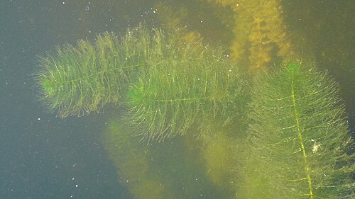 Whorl-leaf watermilfoil: Wywłóczniki okółkowy i kłosowy (w tle) w jeziorze Ostrów na Pojezierzu Myśliborskim